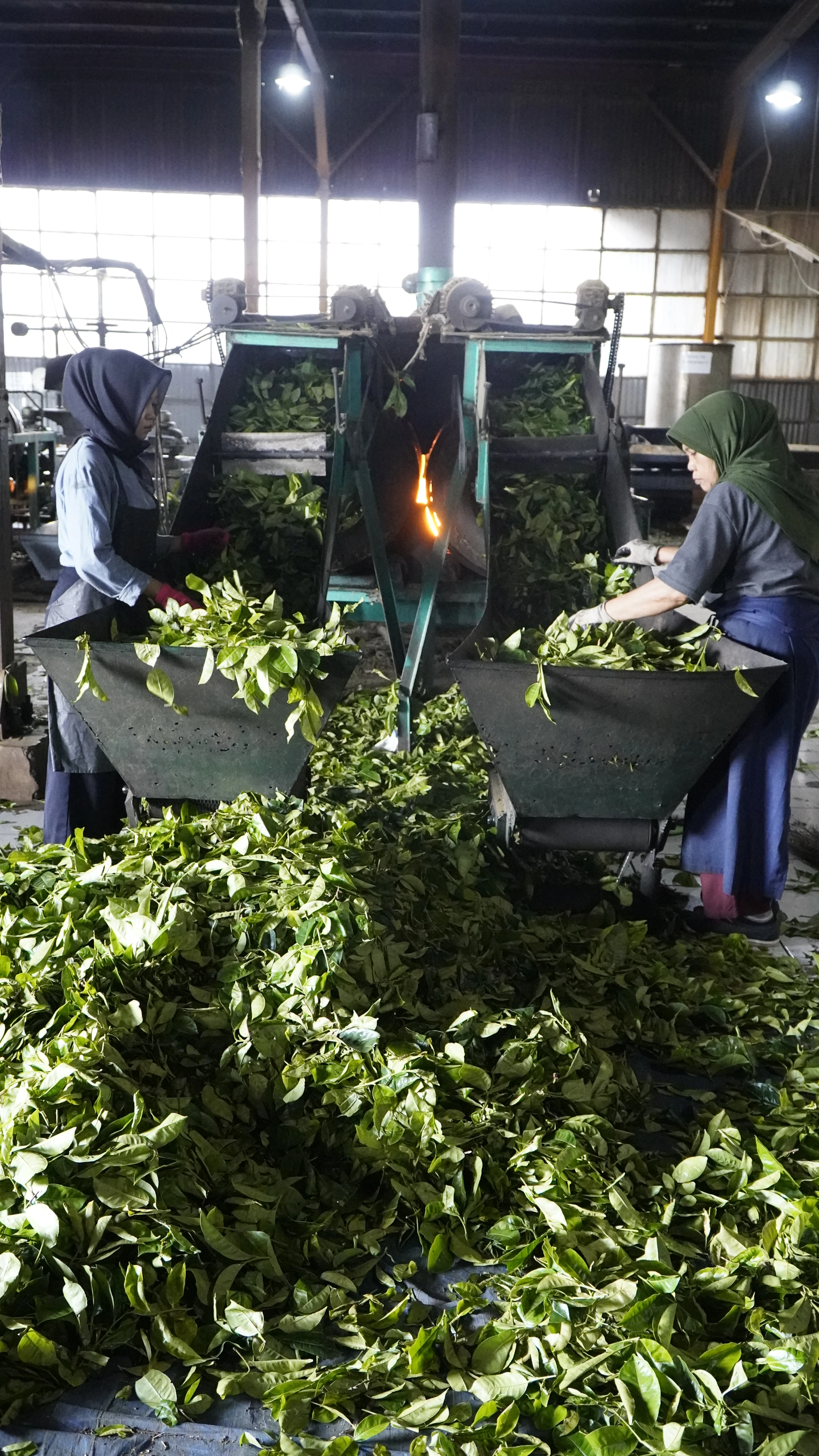 Tea sorting